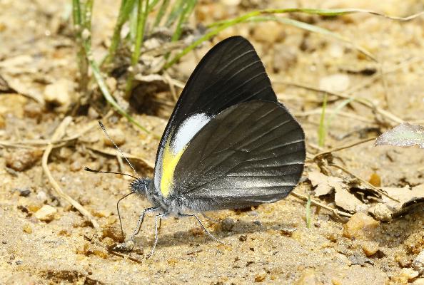 Belenois raffrayi extendens male UNS